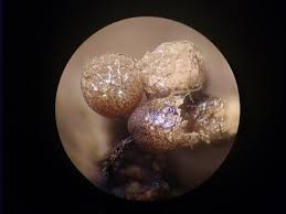 Attēlu rezultāti vaicājumam “Cribraria argillacea macro”