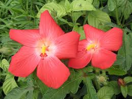 Image result for Abelmoschus moschatus