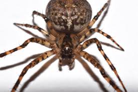 Attēlu rezultāti vaicājumam “Metellina merianae”