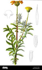 Image result for Färberkamille