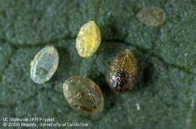 Attēlu rezultāti vaicājumam “Scardia boletella pupa”