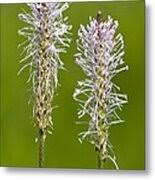 Attēlu rezultāti vaicājumam “Plantago media bud”