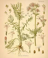 Image result for Valeriana officinalis