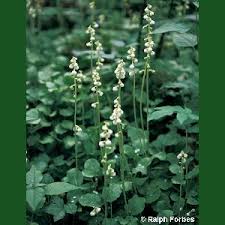 Attēlu rezultāti vaicājumam “Pyrola minor”