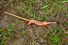 Attēlu rezultāti vaicājumam “Lumbricus terrestris”