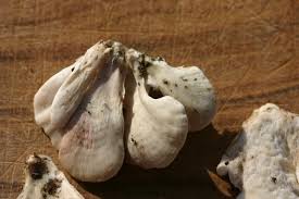 Attēlu rezultāti vaicājumam “Postia floriformis”