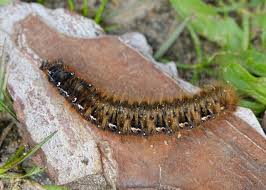 Attēlu rezultāti vaicājumam “Lasiocampa quercus larva”