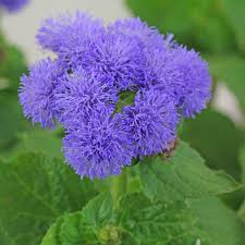 Image result for Leberbalsam