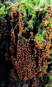 Attēlu rezultāti vaicājumam “Physarum psittacinum stalked”