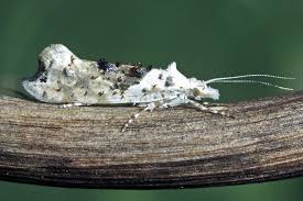 Attēlu rezultāti vaicājumam “Ypsolopha asperella”