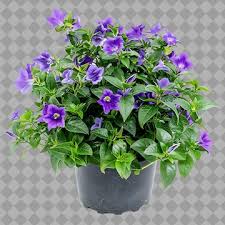 Image result for Browallia speciosa