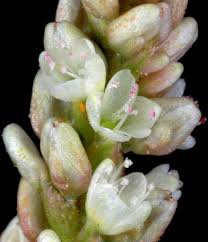 Attēlu rezultāti vaicājumam “Persicaria lapathifolia flower”