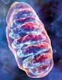 A Fountain of Youth in Mitochondria? | MIT Technology Review