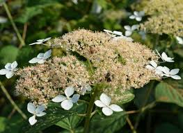 Attēlu rezultāti vaicājumam “Hydrangea arborescens subsp. discolor flower”