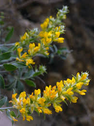 Attēlu rezultāti vaicājumam “Anthyllis maritima flower”