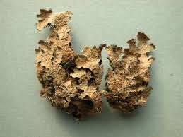 Attēlu rezultāti vaicājumam “Parmelia serrana”