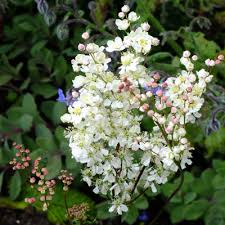Attēlu rezultāti vaicājumam “Filipendula vulgaris bud”