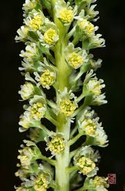 Image result for Reseda luteola