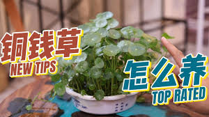 「銅錢草」的圖片搜尋結果