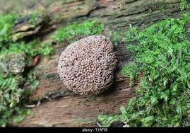 Attēlu rezultāti vaicājumam “Tubifera ferruginosa (subsp. ferruginosa) spores”