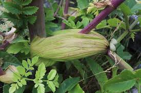 Attēlu rezultāti vaicājumam “Angelica sylvestris fruit”