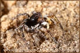 Attēlu rezultāti vaicājumam “Aelurillus v-insignitus”