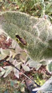 Attēlu rezultāti vaicājumam “Chlorochroa juniperina”