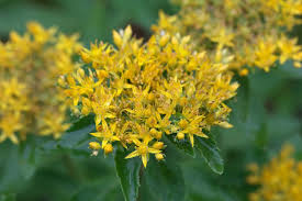 Attēlu rezultāti vaicājumam “Sedum aizoon”