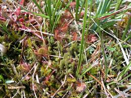 Attēlu rezultāti vaicājumam “Paludella squarrosa”