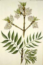 Attēlu rezultāti vaicājumam “Fraxinus excelsior flower”
