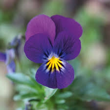 Image result for Hornveilchen