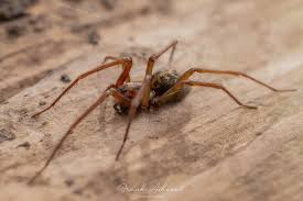 Attēlu rezultāti vaicājumam “Tegenaria sp.”