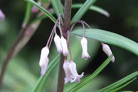 Attēlu rezultāti vaicājumam “Polygonatum verticillatum bud”