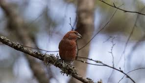Attēlu rezultāti vaicājumam “Loxia pytyopsittacus”