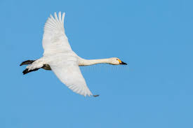 Attēlu rezultāti vaicājumam “Cygnus columbianus”