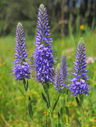 Attēlu rezultāti vaicājumam “Veronica spicata flower”