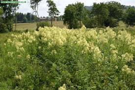 Attēlu rezultāti vaicājumam “Thalictrum flavum leaf”