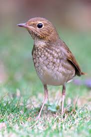 Image result for Luscinia sibilans