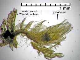 Attēlu rezultāti vaicājumam “Cephaloziella hampeana”