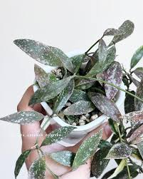 Attēlu rezultāti vaicājumam “Lophozia laxa”