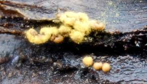 Attēlu rezultāti vaicājumam “Trichia contorta spores”