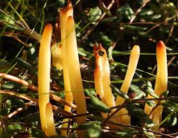 Attēlu rezultāti vaicājumam “xComagaria rosea”