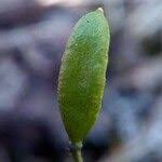 Attēlu rezultāti vaicājumam “Erophila verna fruit”