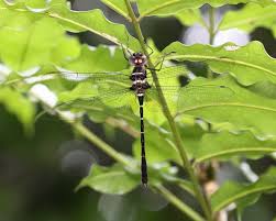 Attēlu rezultāti vaicājumam “Diderma cinereum macro”