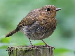 Attēlu rezultāti vaicājumam “Erithacus rubecula juvenile”