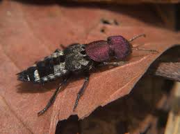 Attēlu rezultāti vaicājumam “Platydracus fulvipes”