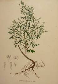 Image result for Artemisia annua