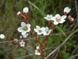 Attēlu rezultāti vaicājumam “Saxifragaceae”