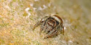 Attēlu rezultāti vaicājumam “Evarcha falcata female”