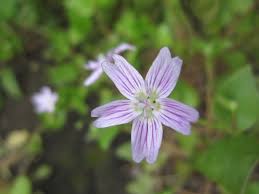Attēlu rezultāti vaicājumam “Claytonia sibirica flower”